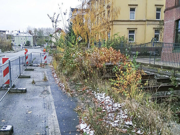 Wildwuchs am Kanal in Zittau
