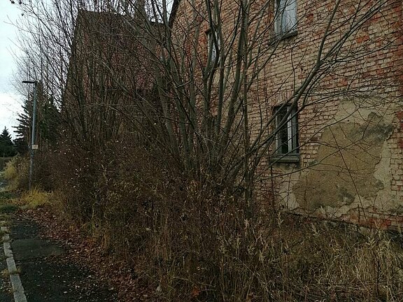 Sträucher verschneiden durch Hausmeistersevice Ziebula - vorherher