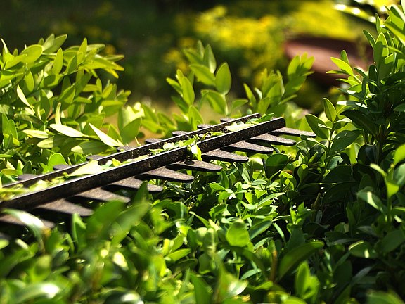 Hecke schneiden durch den Hausmeisterservice in Zittau