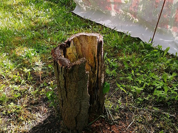 Schutz der Gartenpflanzen beim Roden eines Baumstumpfes