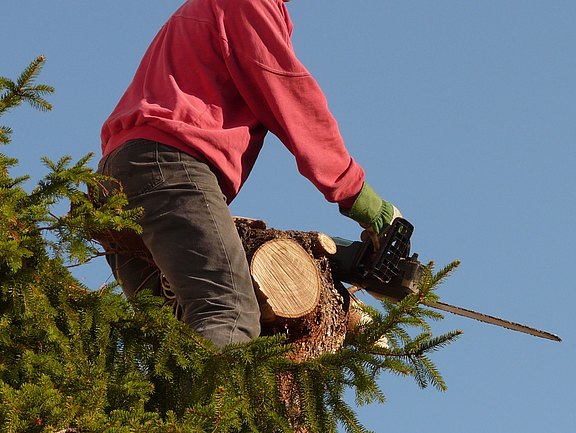 forest-work-11357.jpg